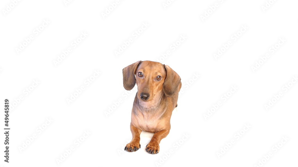 HD - Dog lies down on floor HD - Dog lies down on floor