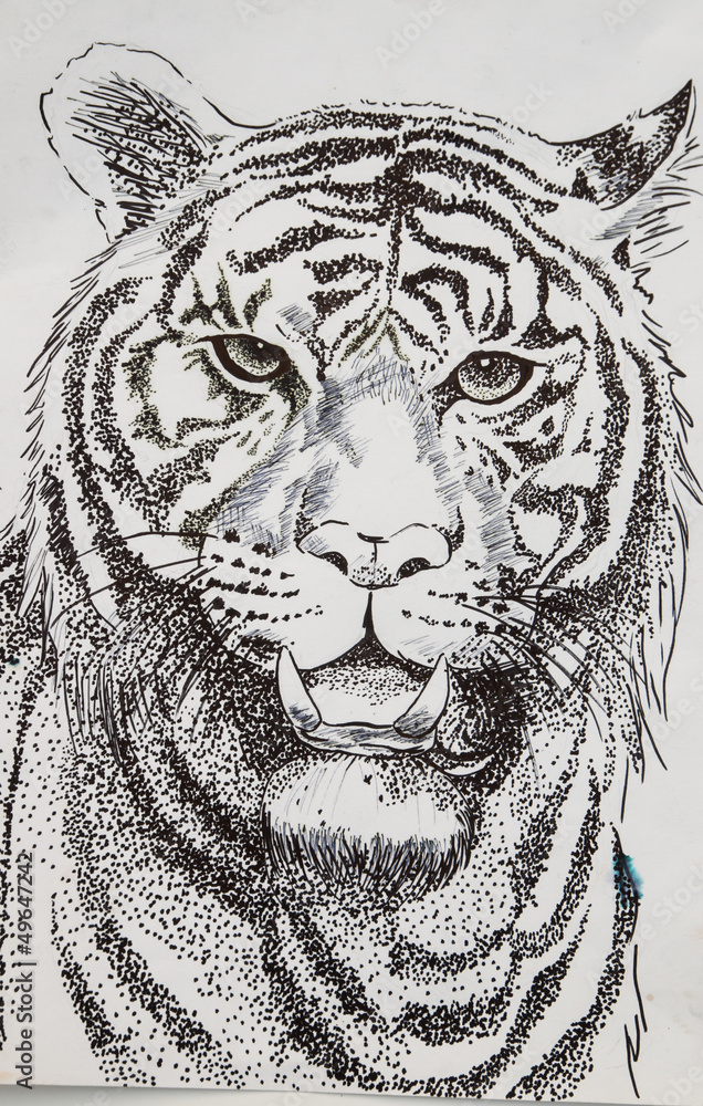 original pencil or drawing working sketch of tiger