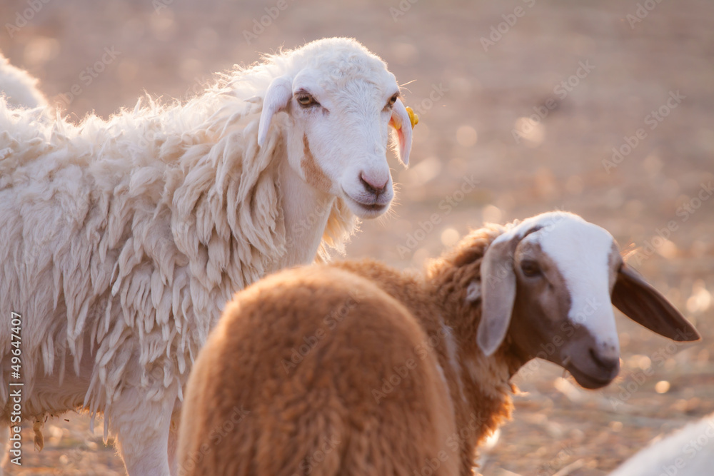 Fototapeta premium Sheep