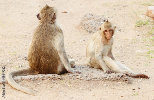 two monkey resting © geargodz