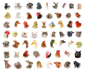 animals and birds