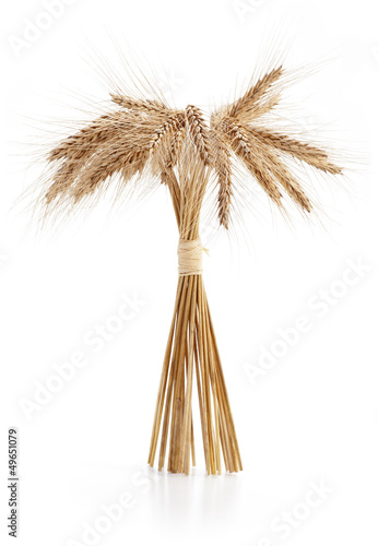 Barley ears on white