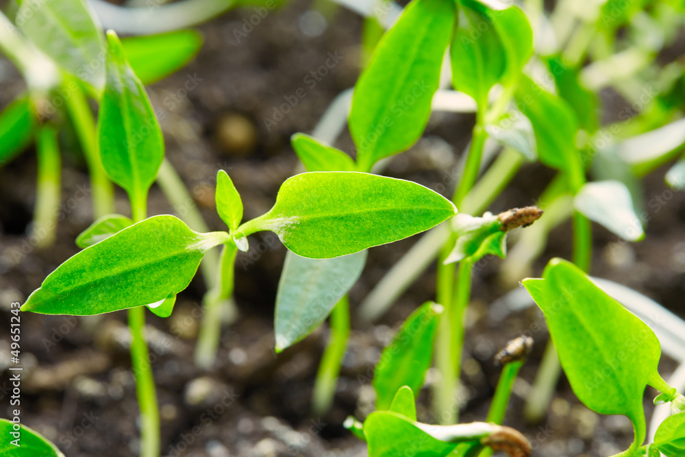 Young sprouts Young sprouts