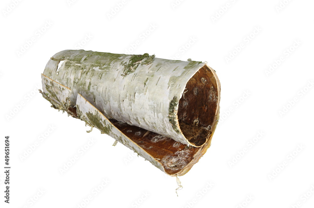Naklejka premium rolled up in roll birch's bark