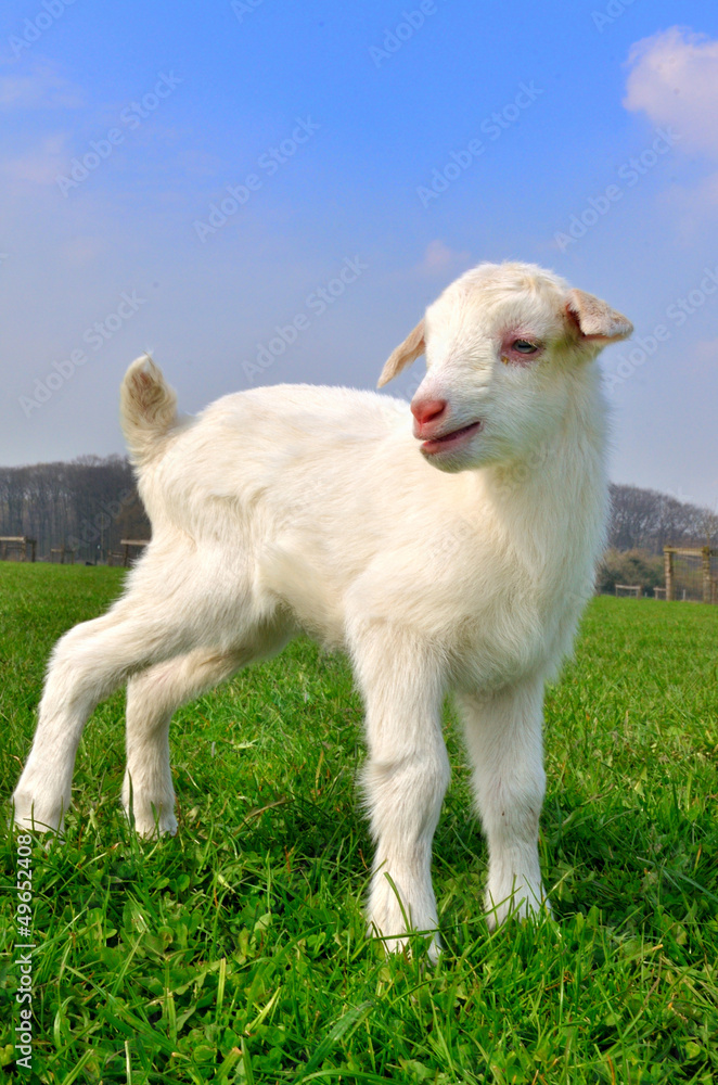 Obraz premium Jungen Osterlamm auf grüner Wiese