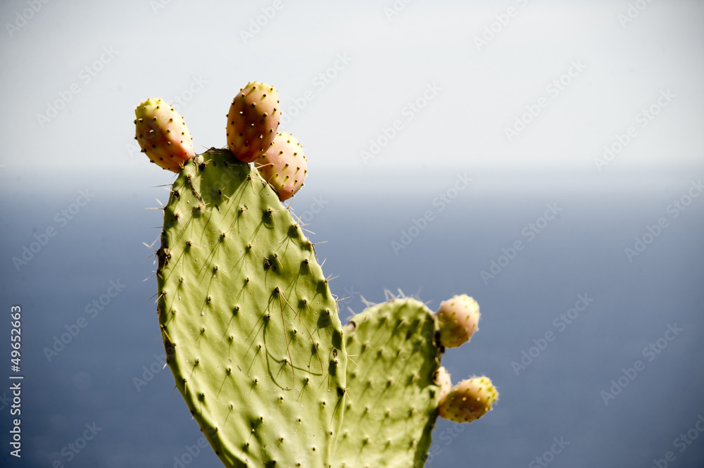 Mediterranean Cactus