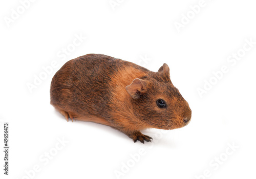 Brown guinea pig isolated on white