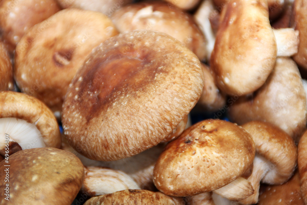 Shiitake Shiitake