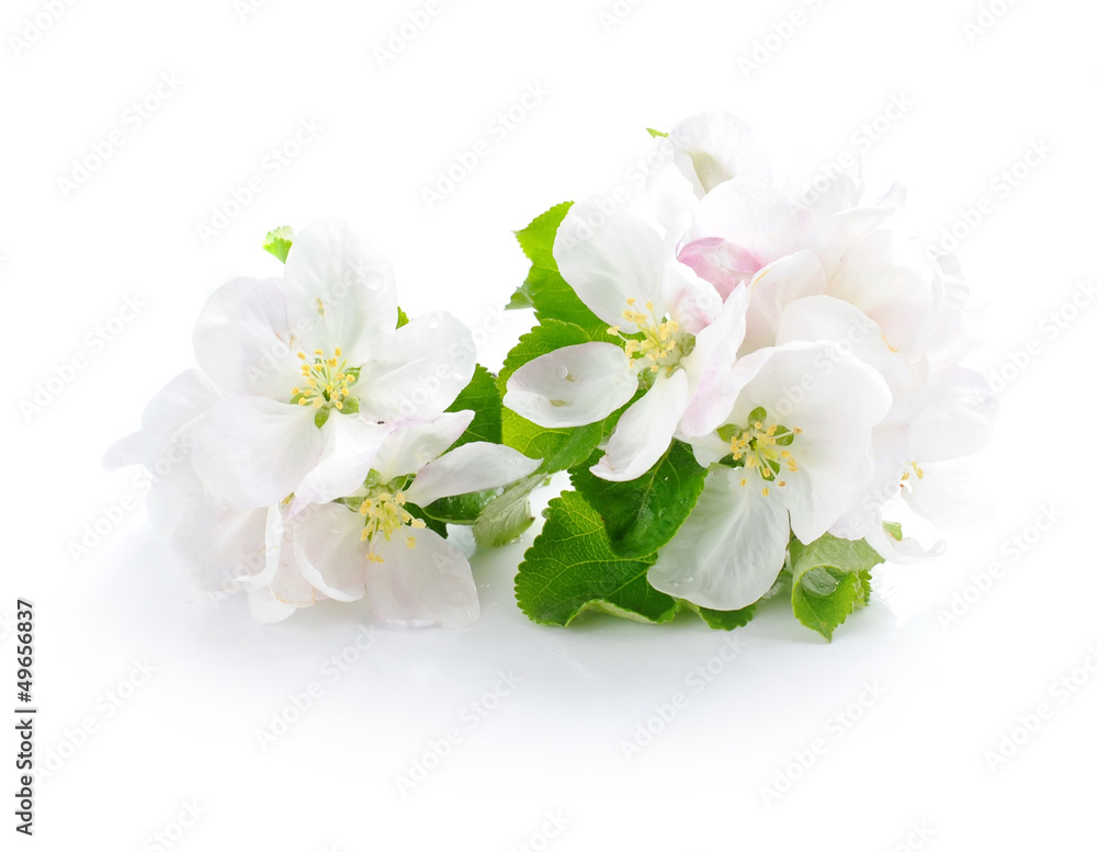 Apple blossom on a white background Apple blossom on a white background
