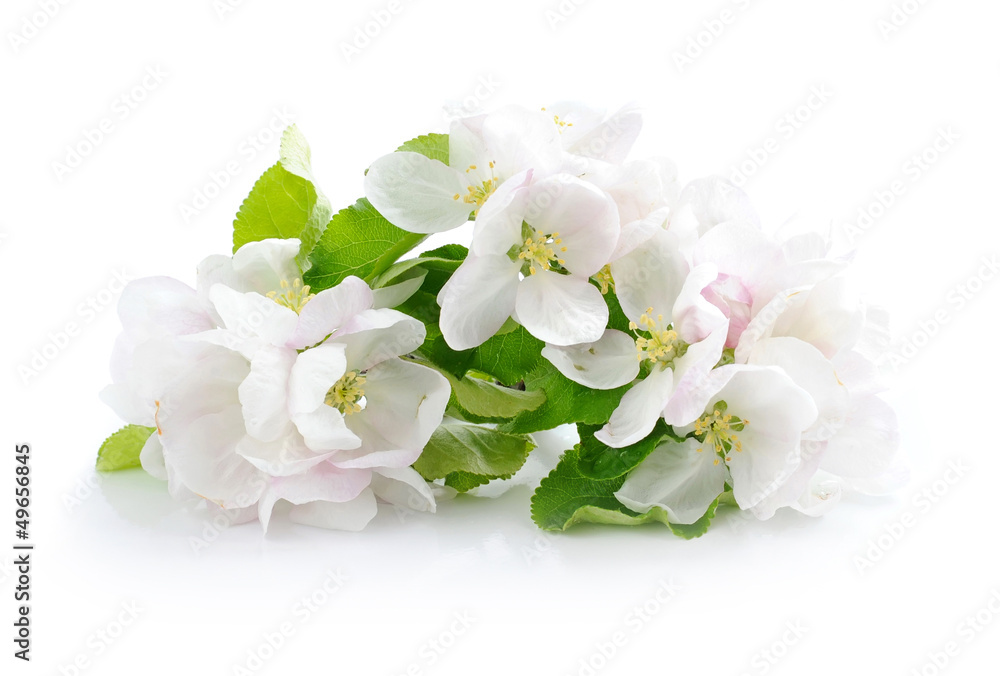 Apple blossom on a white background