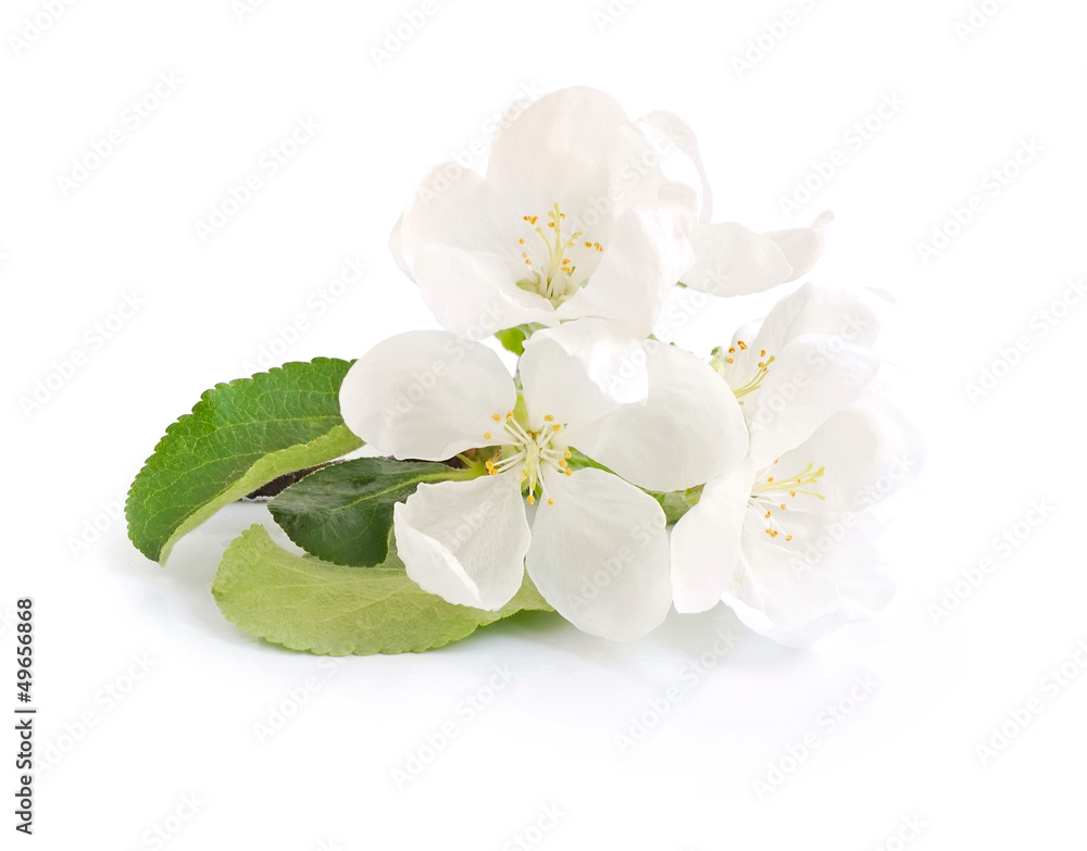 Apple blossom on a white background