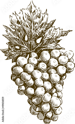 Bunch of grapes with leaf
