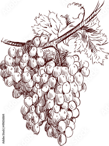 bunch of grapes