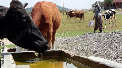 cow drinking water