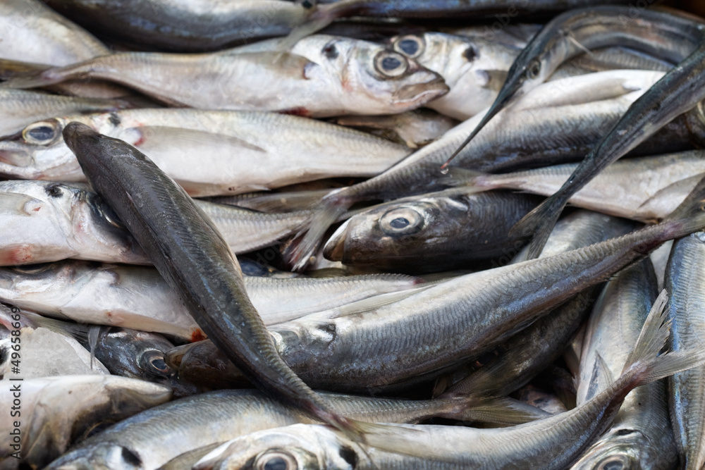 Obraz premium Fresh Sea Bream