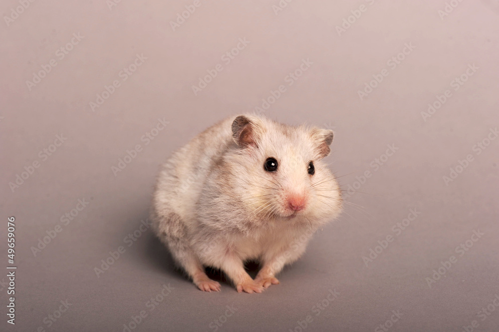 hamster hamster