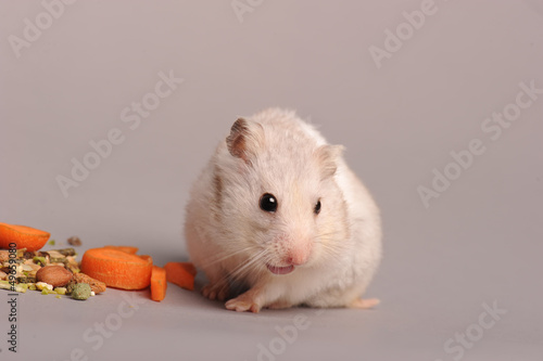 hamster