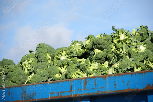 Agricultura intensiva - Brocoli