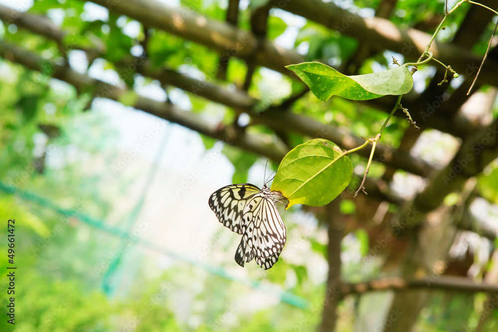 Fototapeta premium Paper kite butterfly