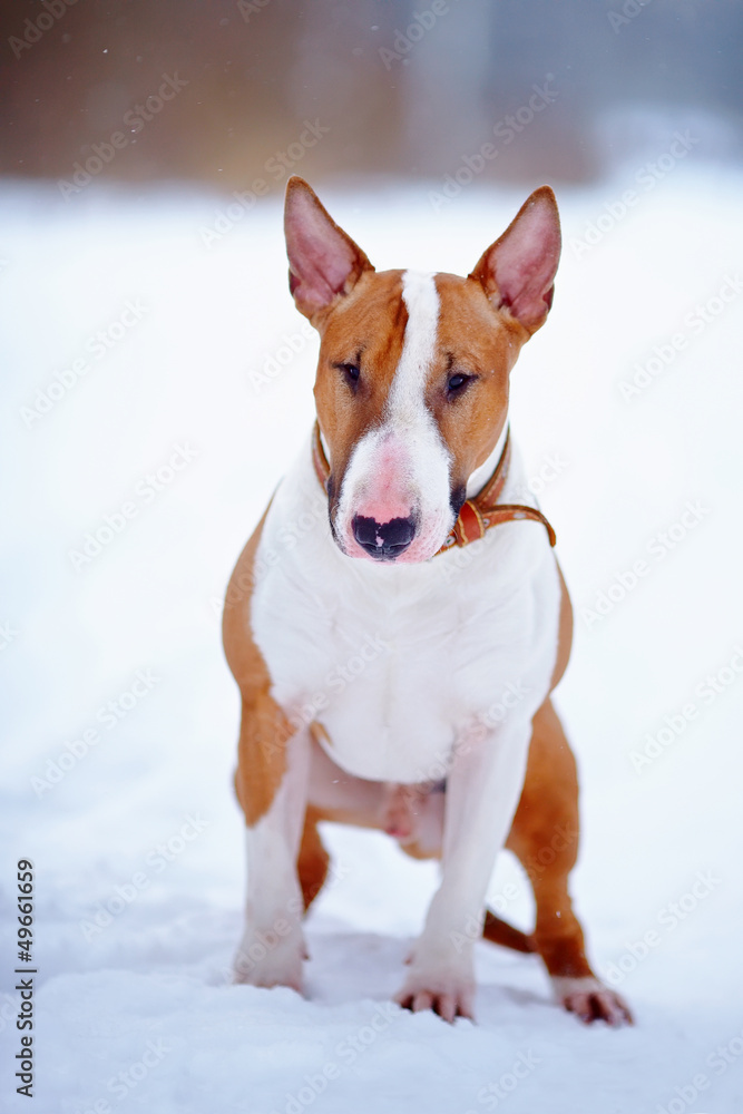 English red bull terrier on walk English red bull terrier on walk