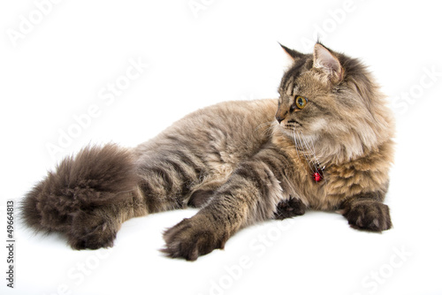Studio shot of Persian Cat Lay on the Floor, Side Face