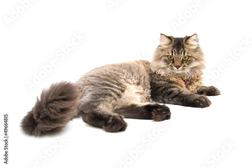 Wallpaper Mural Studio shot of Persian Cat Lay on the Floor Torontodigital.ca