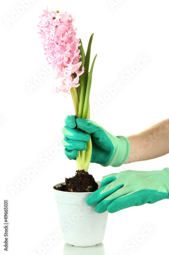 Beautiful hyacinth in flowerpot and gardener's hand (conceptual © Africa Studio