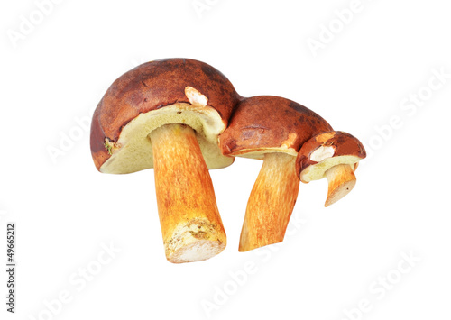Boletus edulis mushroom family, isolated on white background