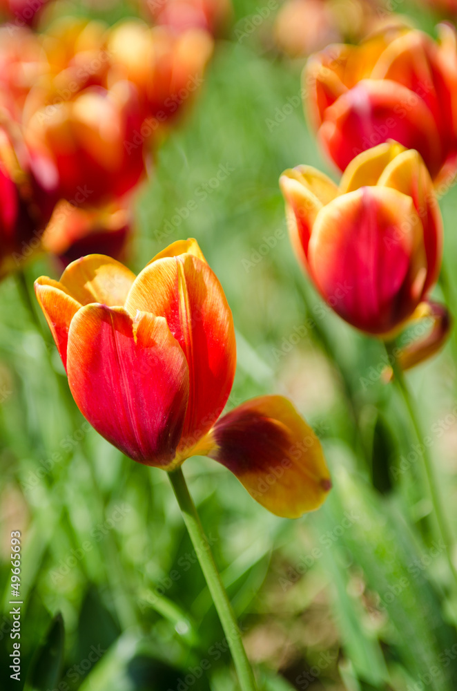 Tulip field on bright summer day Tulip field on bright summer day