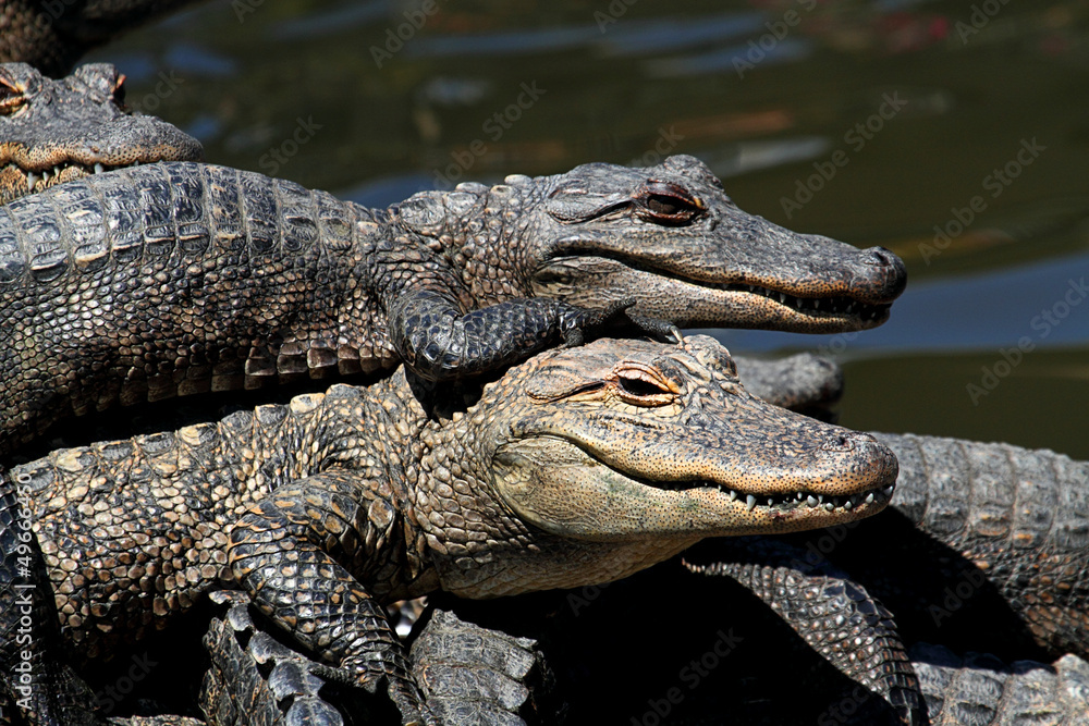 American Alligators Basking in The Sun American Alligators Basking in The Sun