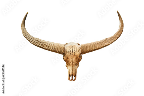 Buffalo skull with mystic symbol isolated on white background
