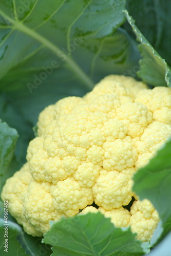 close-up cauliflower in vegetable garden