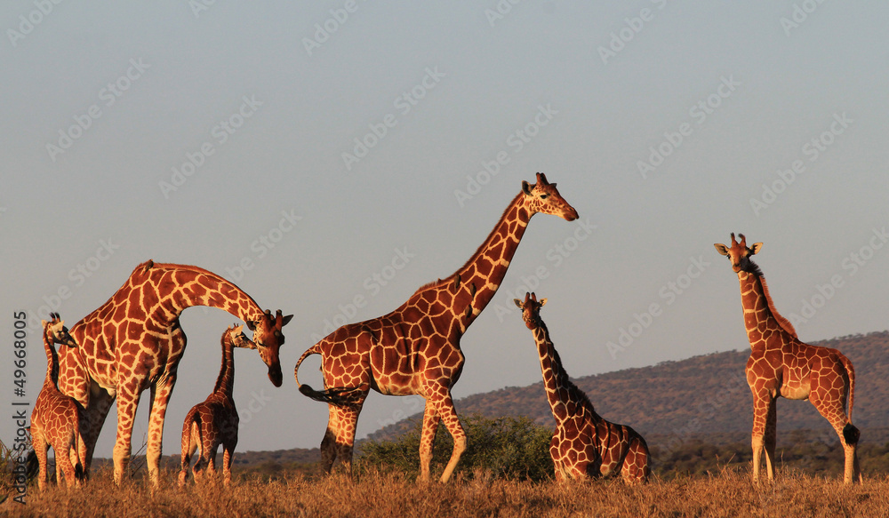Fototapeta premium Family group of Giraffes