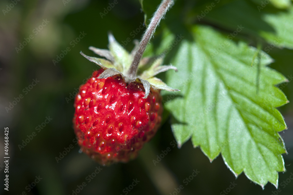 Strawberry Strawberry