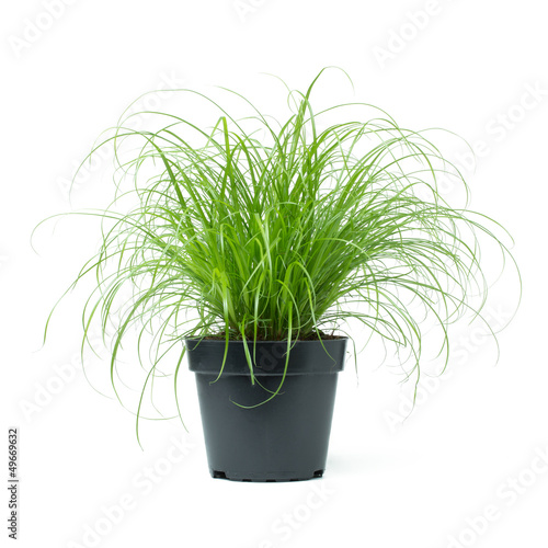 Fotografie Cyperus Zumula