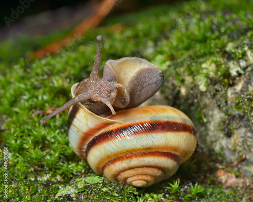 Snail on moss 6