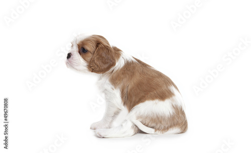 Cavalier King Charles Spaniel puppy