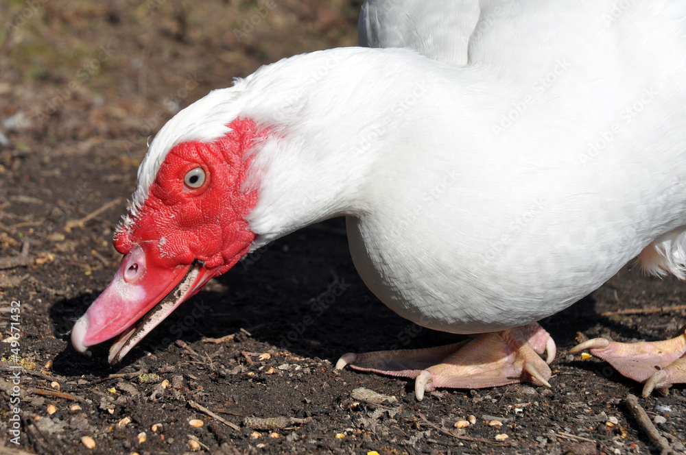 White Muscovy Duck White Muscovy Duck