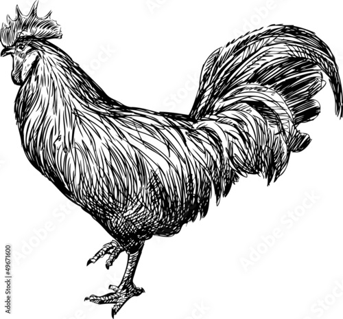 Cock