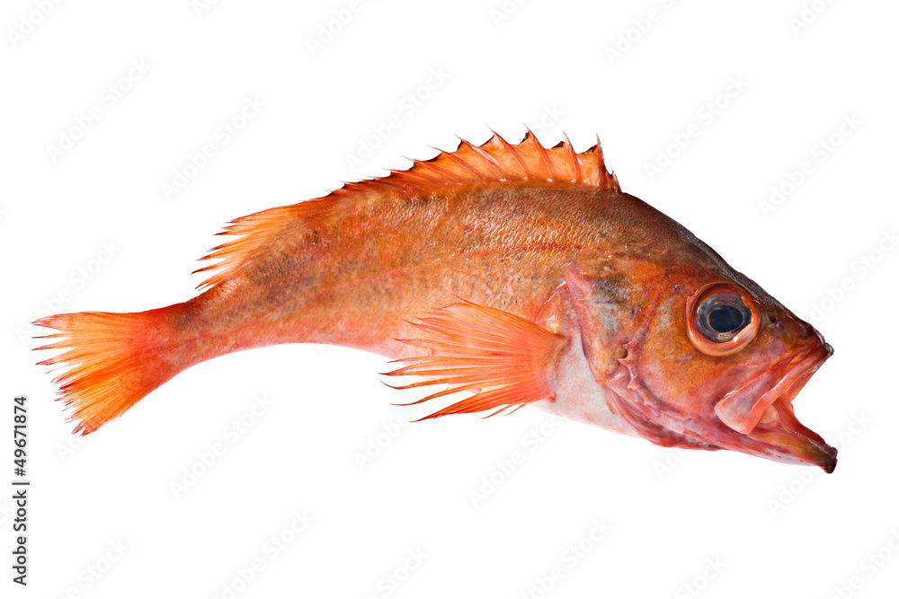 Poisson en mouvement Poisson en mouvement
