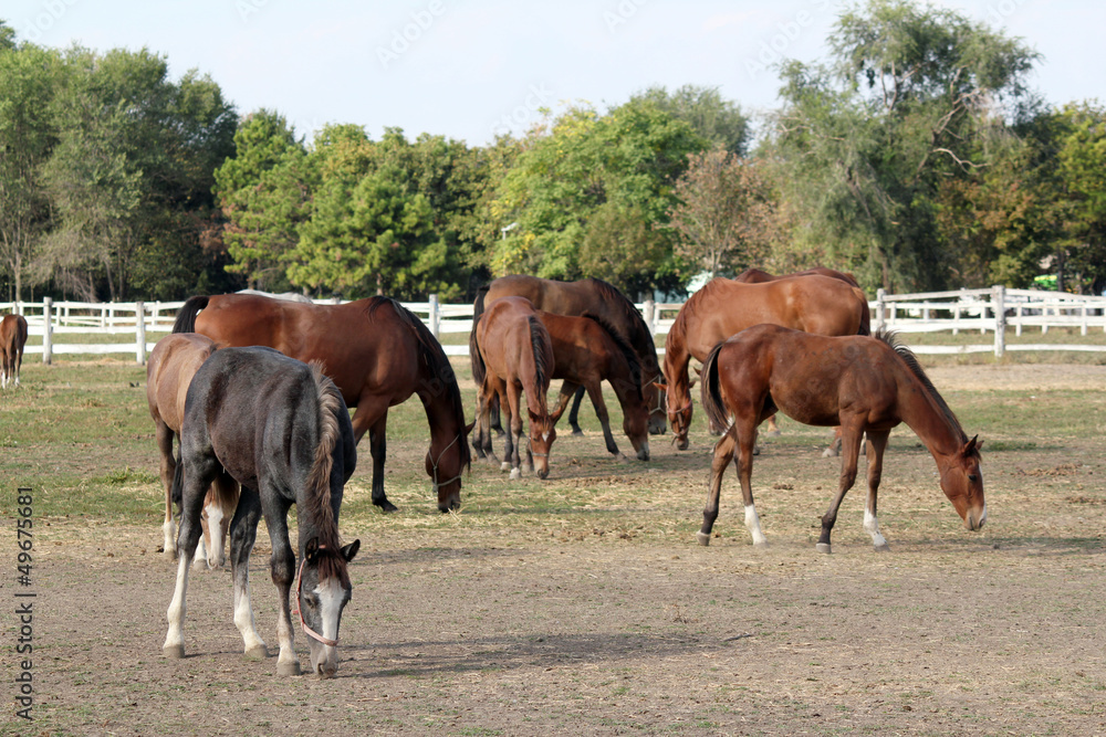 Obraz premium horses and foals on farm