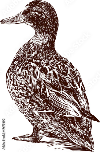 cute duck