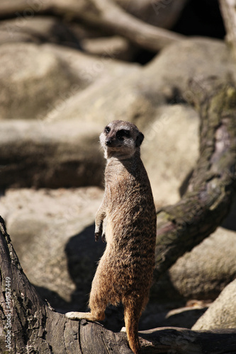 meerkat on a branch photo