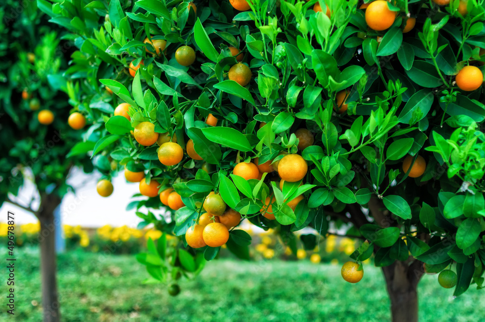 Branches with the fruits of the tangerine trees Branches with the fruits of the tangerine trees