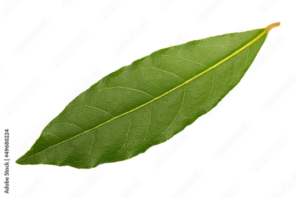Obraz premium Świeży liść laurowy w formacie poziomym