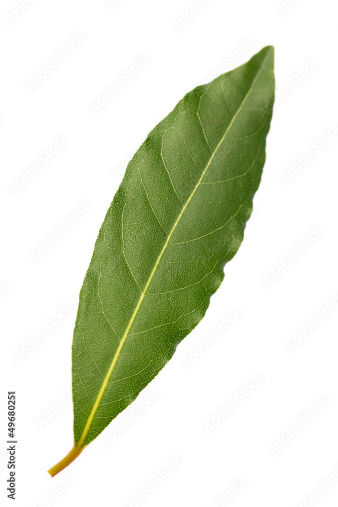 Obraz premium Frisches Lorbeerblatt im Hochformat