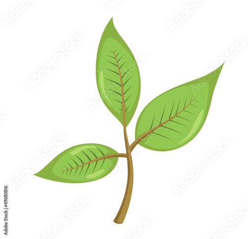 Leaves