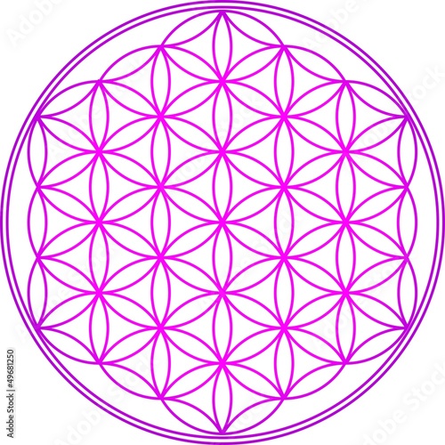 Blume des Lebens - Heilige Geometrie - Vektor Pink photo