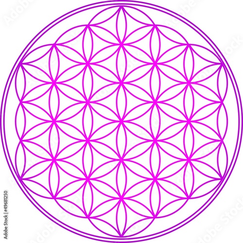 Blume des Lebens - Heilige Geometrie - Vektor Pink