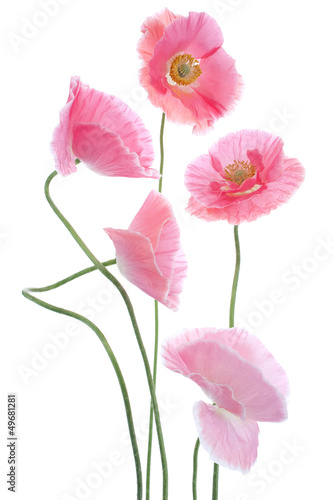 Fototapeta Naklejka Na Ścianę i Meble -  poppy